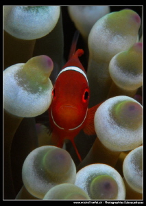 Baby Clown Fish... by Michel Lonfat 
